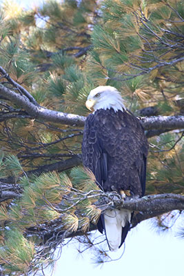 eagle in tree