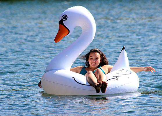 swan float on lake