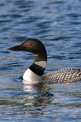 loon swimming